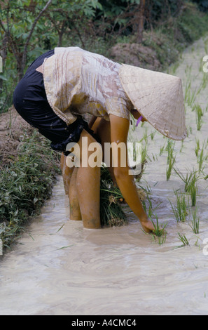 Il Vietnam una giovane donna trapianti di riso in risaia, Vietnam del nord Foto Stock