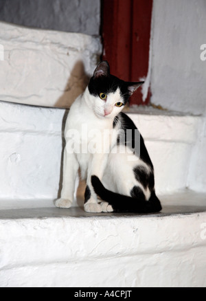 Gatto sui gradini Foto Stock