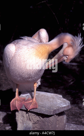 Rosa backed pelican Foto Stock