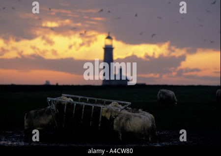 LUNDY ISLAND 1994, pecore & vecchio faro. Foto Stock