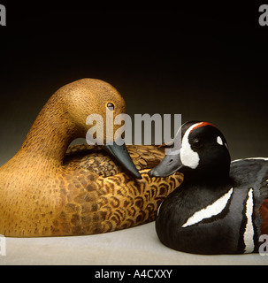Artigianato scultura Harlequin maschio e femmina Pintail Duck decoy intagli di Peter Mallinson Foto Stock