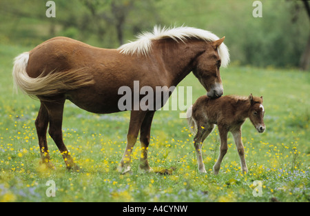 Cavallo islandese (Equus caballus). Mare con il suo puledro neonato su un prato. Germania, maggio. Foto Stock