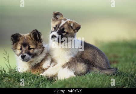 Cane islandese islandese, Sheepdog (Canis lupus familiaris), due cuccioli sull'erba. Foto Stock