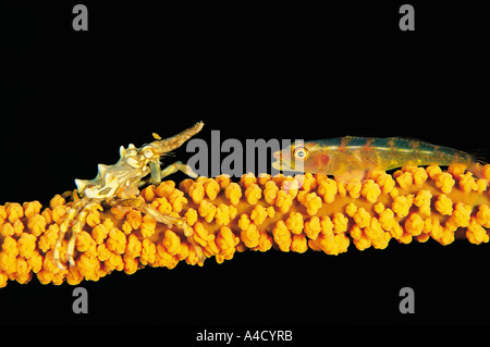 Granseola e coral ghiozzo sul filo di corallo di Sulawesi - Indonesia Foto Stock