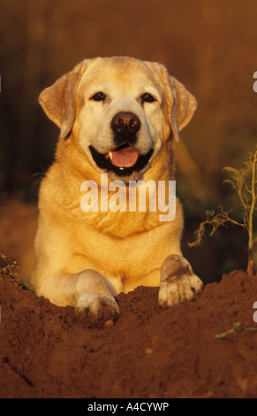 Il Labrador Retriever (Canis lupus familiaris), cane anziano in appoggio sul terreno. Foto Stock