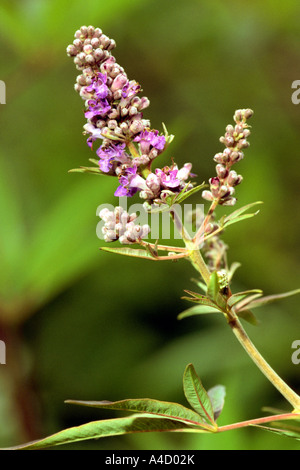 Mediterraneo casto Tree (Vitex agnus-castus), fiori Foto Stock