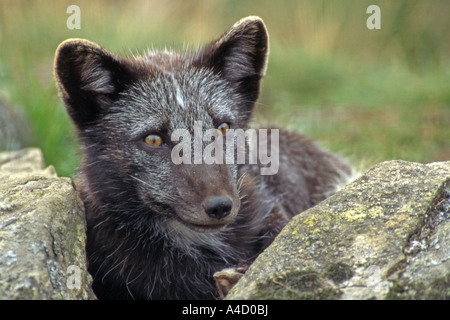 Arctic Fox (Alopex lagopus) in estate rivestire, ritratto. Foto Stock
