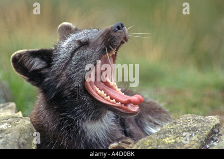 Arctic Fox (Alopex lagopus) in estate rivestire, sbadigli. Foto Stock