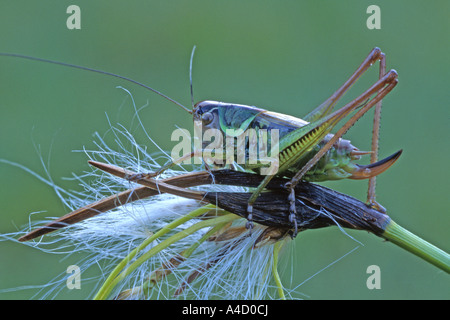 Roesels Bushcricket (Metrioptera roeseli) su un seme di testa. Austria, Giugno Foto Stock