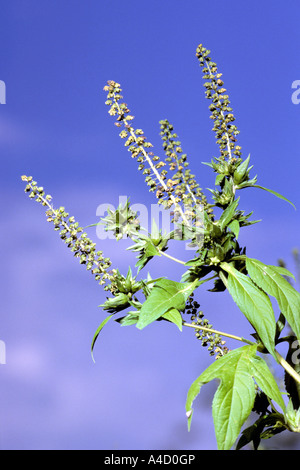 L Ambrosia annuale (Ambrosia artemisiifolia), fioritura Foto Stock