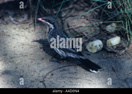 Spinosa cheeked Honeyeater Acanthagenys rufogularis Foto Stock