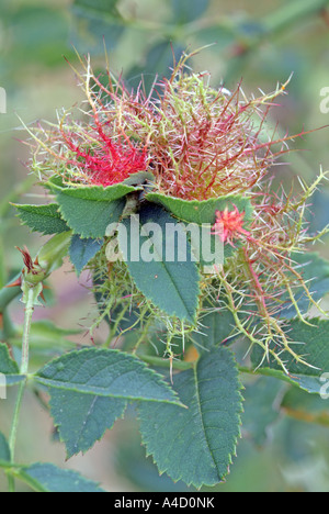 Bedeguar Gall, Robins Puntaspilli causato da Mossy Rose Gall Wasp Foto Stock