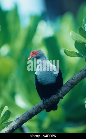 Blue Seychelles Pigeon Alectroenas pulcherrima Foto Stock