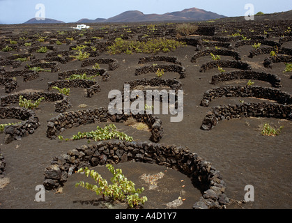 Viti crescono in nero il terreno vulcanico protetta dal vento da muretti di pietra Lageria Lanzarote isole Canarie Spagna Foto Stock