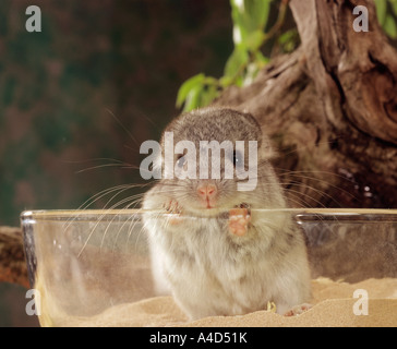 Chinchilla prendendo un bagno di sabbia Foto Stock