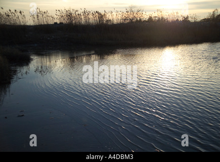 Phragmite su Marsh. Foto Stock