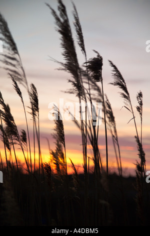 Phragmite su Marsh al tramonto. Foto Stock