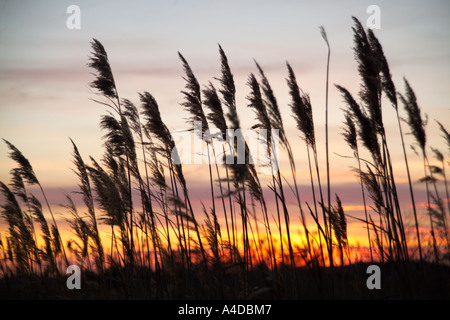 Phragmite su Marsh al tramonto. Foto Stock