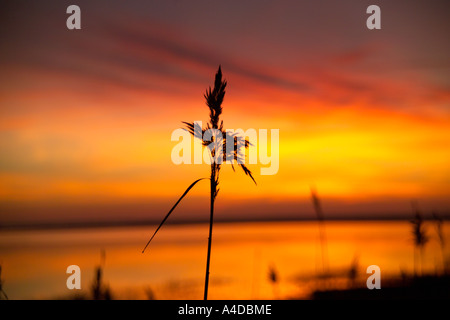 Phragmite su Marsh al tramonto. Foto Stock