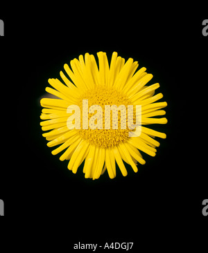 Fleabane in luce visibile Foto Stock