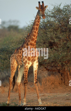 La giraffa, Giraffa camelopardalis, bagnata in ultimi raggi di sole, il Parco Nazionale Kruger, Sud Africa Foto Stock
