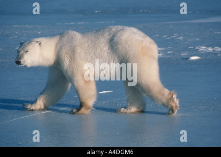 Orso polare, Ursus maritimus, camminando su ghiaccio. Cape Churchill, Canada Foto Stock