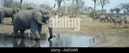 Gli elefanti africani, Loxodonta africana, bevendo al foro di acqua nella stagione secca, Savuti, Botswana con zebra aspettavano il loro turno. Foto Stock