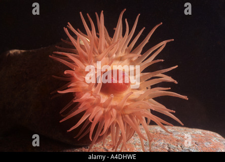 Beadlet anemone, Actinia equina, subacquea aperta che mostra i tentacoli che circonda la bocca centrale. Foto Stock