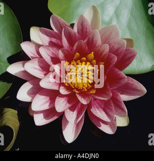 Ninfee Nymphaea 'Attrazione Foto Stock