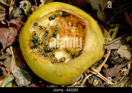 Comune di vespe, Vespula vulgaris, alimentando su apple sul compostaggio. Foto Stock