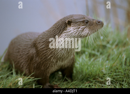 Lontra europea, Lutra lutra tirato fuori su banca con pelo umido. Foto Stock