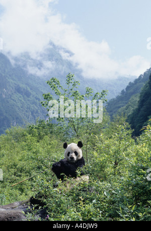 Panda gigante, Ailuropoda melanoleuca, alimentando il bambù in habitat di montagna, Wolong, Sichuan, in Cina Foto Stock