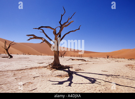 Dead Vlei, Sossusvlei, Namibia con morti camelthorn tree, Acacia erioloba. Foto Stock