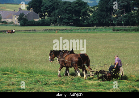 Due squadre di cavalli pesanti la falciatura di erba su Sillywrea Farm in Northumberland. Regno Unito Foto Stock