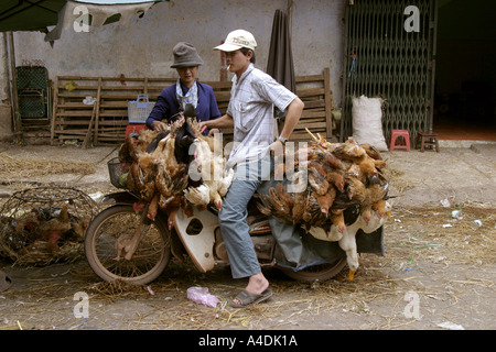 Il mercato del pollame uomo sulla moto laden con i polli. A Saigon, Vietnam Foto Stock