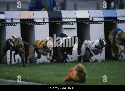 Dog racing a Walthamstow Stadium Foto Stock