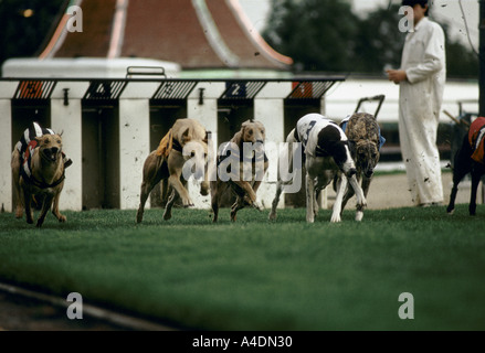 I levrieri racing a Walthamstow Stadium, Walthamstow, London, Regno Unito Foto Stock