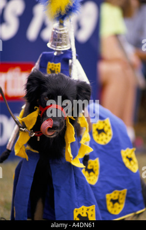 Un cane in costume leccare il suo volto, Scruffts Dog Show ridiculing Crufts, REGNO UNITO Foto Stock