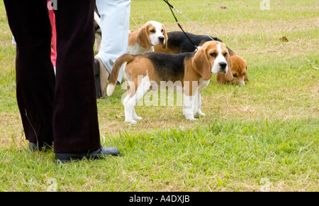 I giovani cani beagle attendono il giudicare a livello regionale dog show in Australia. DSC 8293 Foto Stock