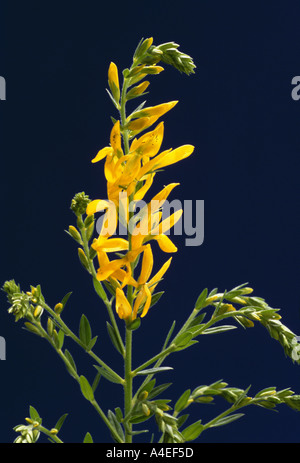 Piante medicinali fiori gialli di Dyer s Greenweed Genista tinctoria Foto Stock