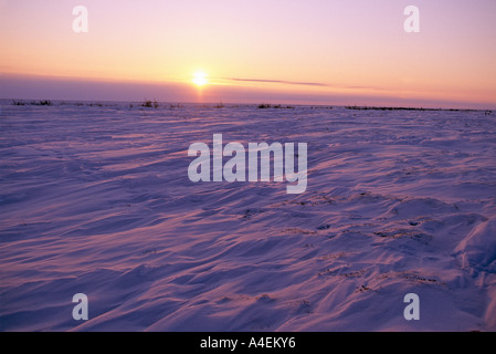 Canada wapusk national park vicino a Hudson s bay sastrugi forme dal vento nella neve al tramonto nei primi giorni di marzo Foto Stock