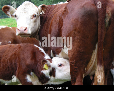 Bestiame Hereford Foto Stock