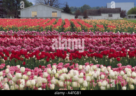 Tulip farm in un campi in fiore in Mount Vernon Washington STATI UNITI D'AMERICA Foto Stock