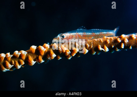 Filo coral ghiozzo Bryaninops yongei sul filo coral Cirripathes anguina Namu atollo delle Isole Marshall N Pacific Foto Stock