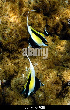 Coppia di Moorish Idols Zanclus cornutus nuoto su coral Rhodactis howsii Namu atollo delle Isole Marshall N Pacific Foto Stock