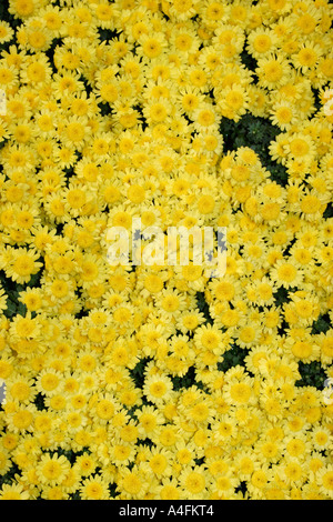 Letto di fiori di colore giallo Foto Stock