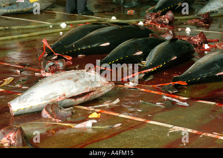 Tonno albacora carcasse Thunnus albacares Suao mercato del pesce di Taiwan Repubblica popolare di Cina Foto Stock