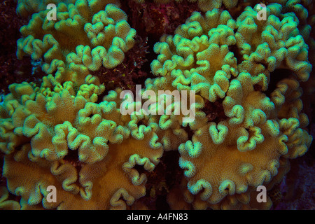 Corallo pelle Sarcophyton sp Namu atollo delle Isole Marshall N Pacific Foto Stock