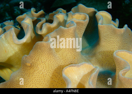 Corallo pelle Sarcophyton sp Namu atollo delle Isole Marshall N Pacific Foto Stock