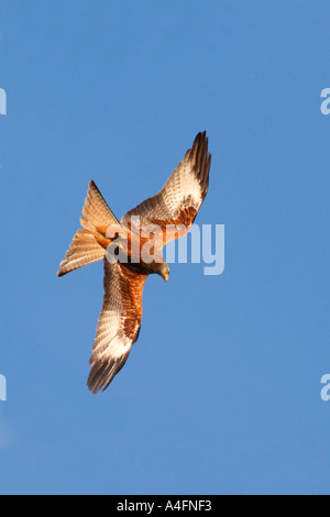 "Aquilone rosso' Milvus milvus vola attraverso i cieli blu nella luce del sole a Gigrin Farm Rhyader Powys Galles Cymru Regno Unito Regno Unito GB Foto Stock